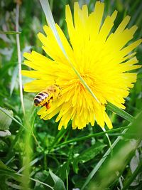 Close-up of bee pollinating on yellow flower