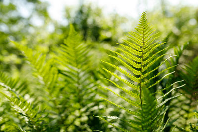 Close-up of fern leaves