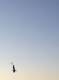 Low angle view of seagull flying against clear sky