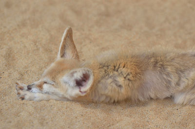 Close-up of fennec fox lying on sand