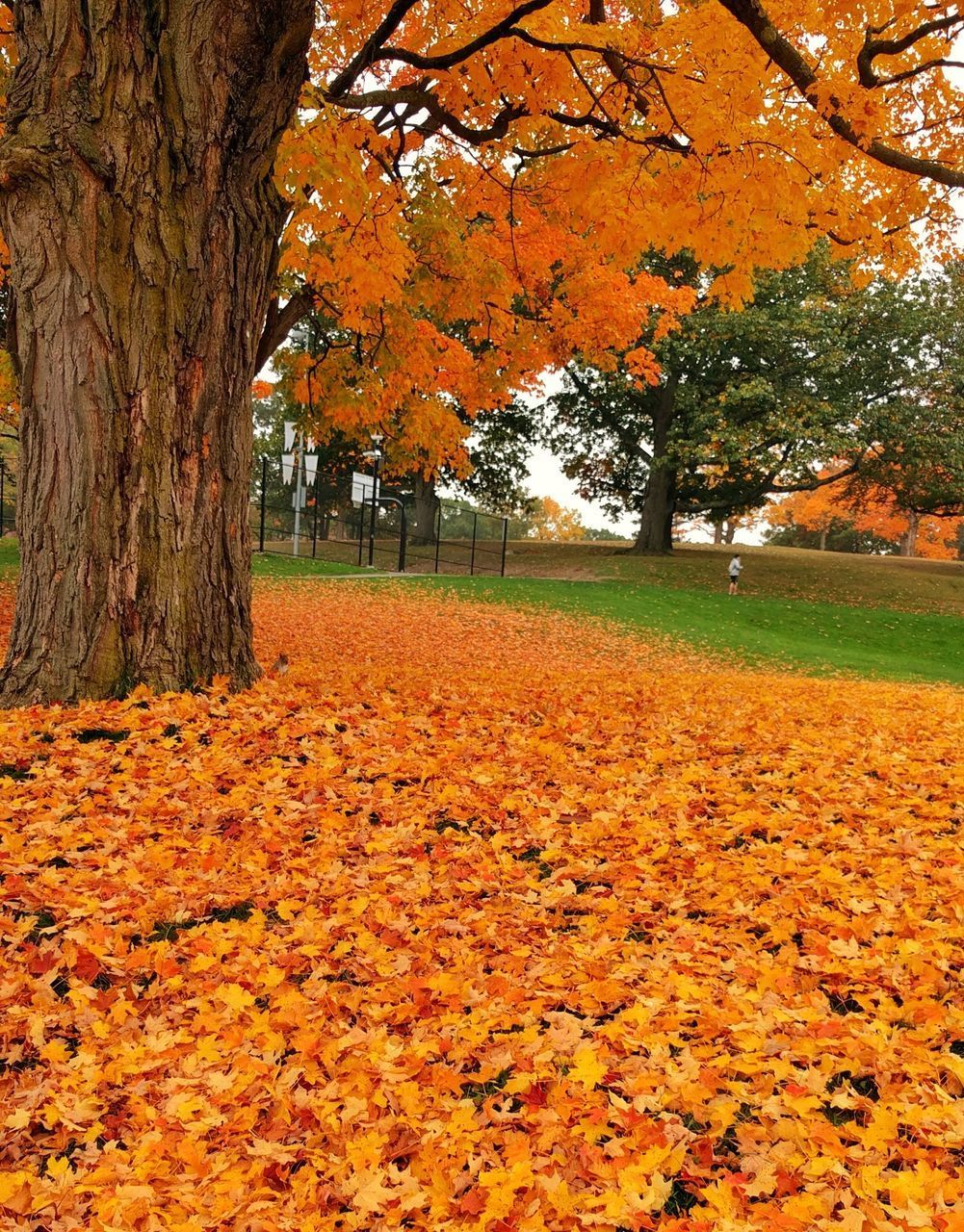 AUTUMN LEAVES ON TREE TRUNK