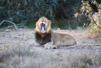 Lion relaxing on grass