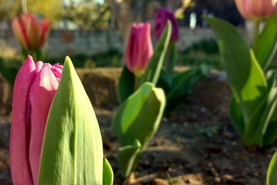 Close-up of pink flowers blooming outdoors