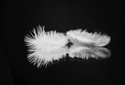 Close-up of dandelion against black background