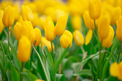 Close-up of yellow tulips on field