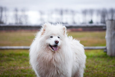 White dog looking away on field