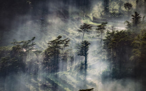 Digital composite image of pine trees in forest