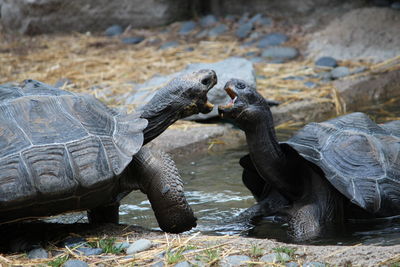 Close-up of tortoises fighting in pond at zoo