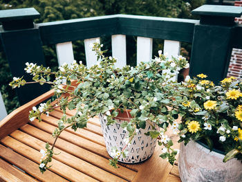 Close-up of potted plants on table