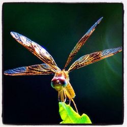 Close up of butterfly