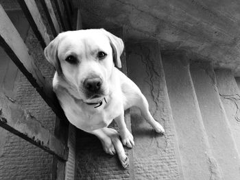 Close-up portrait of dog sitting outdoors