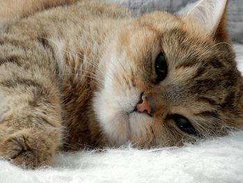 Close-up portrait of cat lying on rug