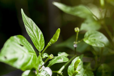 Close-up photo of green pepper