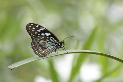 Close-up of butterfly on grass blade