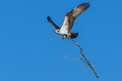 Low angle view of osprey perching on branch against clear blue sky