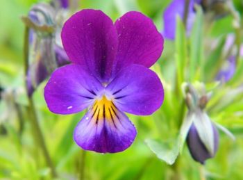 Close-up of purple flower blooming outdoors