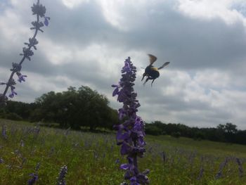 Plants growing on field against cloudy sky