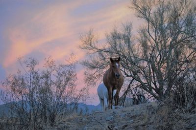 View of a horse on land