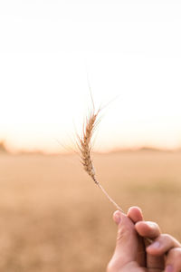 Close-up of cropped hand holding wheat against clear sky