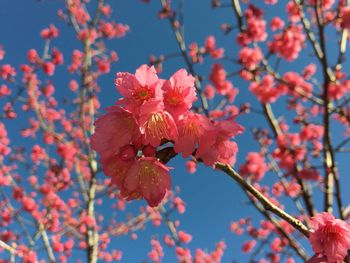 Close-up of pink cherry blossoms against sky