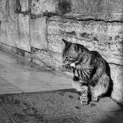 Close-up of cat sitting outdoors