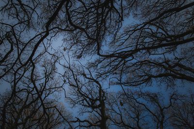Low angle view of silhouette bare trees against sky