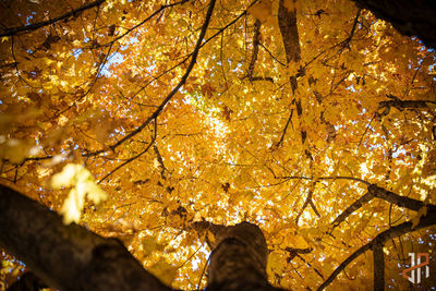 Low angle view of maple tree during autumn