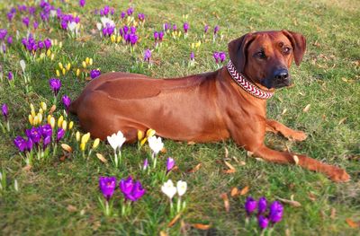 Dog on meadow