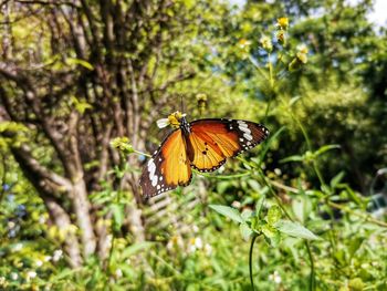 Close-up of butterfly pollinating flower