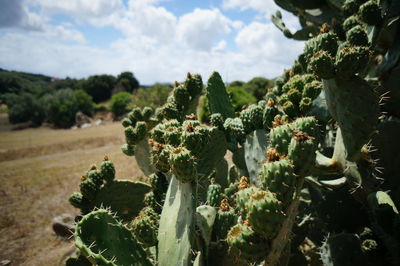 Close-up of cactus plants against sky