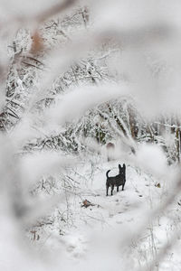 Two dogs on snow covered landscape