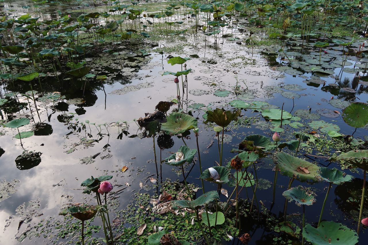 VIEW OF WATER LILY IN LAKE