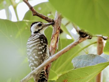 Close-up of bird perching on tree