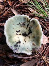 Close-up of mushroom growing on field