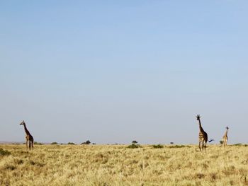 Scenic view of giraffes on landscape against clear sky