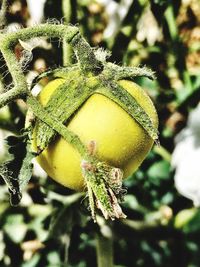 Close-up of plant against blurred background