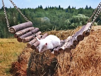 Close-up of white mice on swing at field