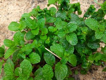 High angle view of fresh green leaves