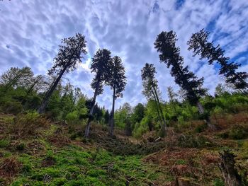 Low angle view of trees on field against sky