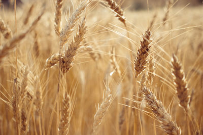 Close-up of wheat growing on field