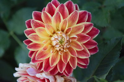 Close-up of pink flower