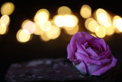 Close-up of pink rose at night