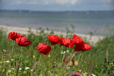 Close-up of red poppy flowers growing on field