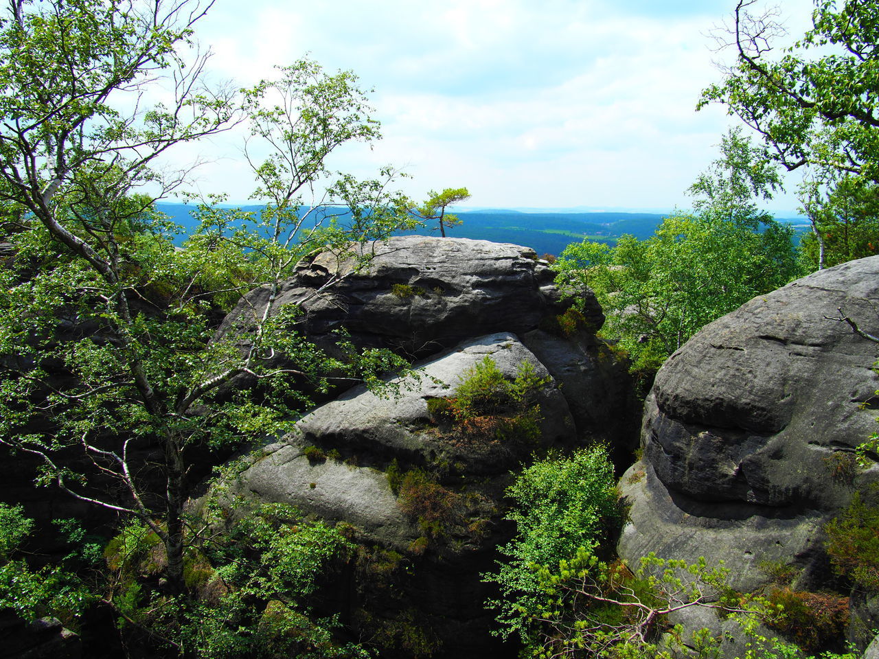 PLANTS GROWING ON ROCKS IN FOREST