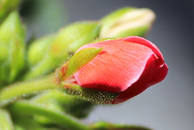 Close-up of red rose flower