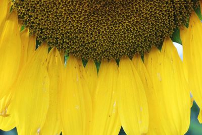 Close-up of yellow flowering plant