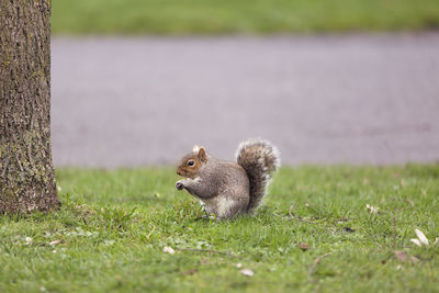 Squirrel on grass