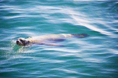 High angle view of seal swimming in ocean 