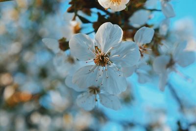 Close-up of white flower blooming on tree