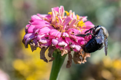 Close-up of insect on flower